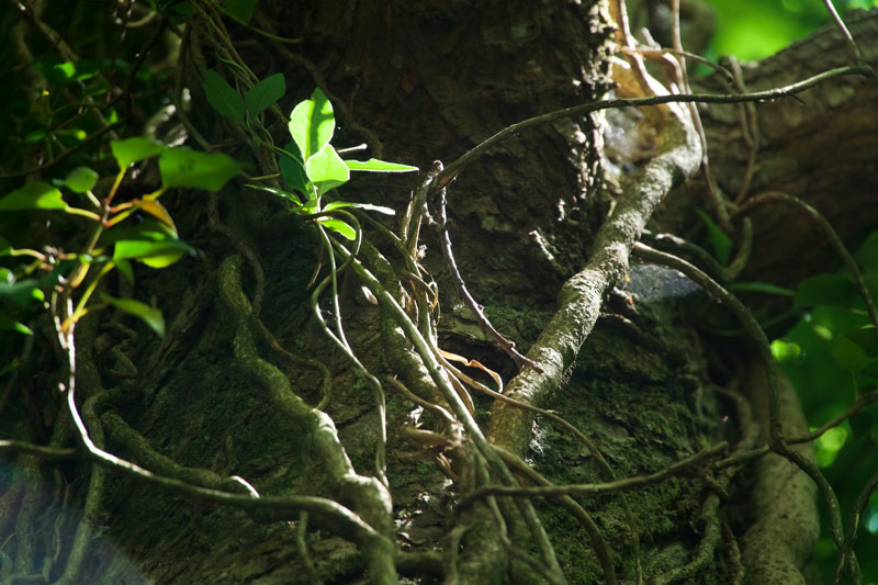 A twisted tangle of vines