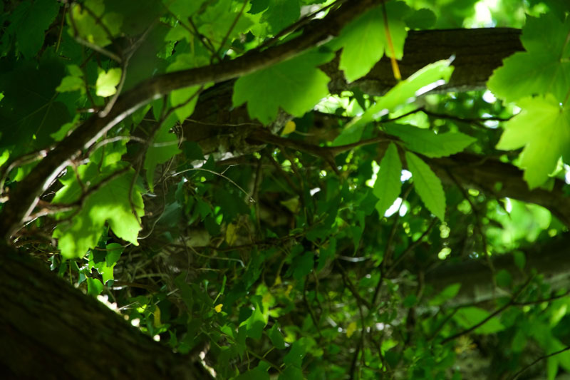 June: every shade of green in the wood