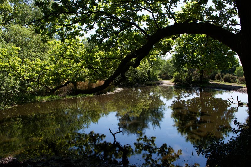 Sit by the pond in June and watch the grass snakes in the water